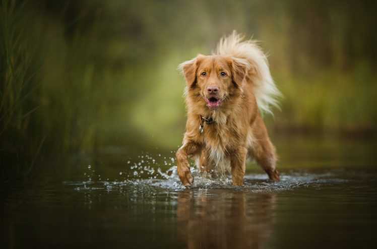 nature, Water, Dog, Animals HD Wallpaper Desktop Background