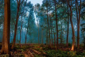 forest, Nature, Trees, Depth of field, Mist, Peacefull