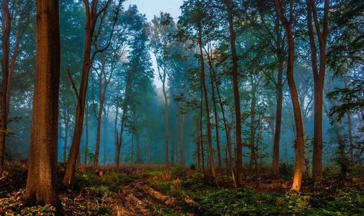 forest, Nature, Trees, Depth of field, Mist, Peacefull HD Wallpaper Desktop Background