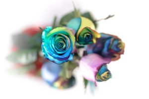 flowers, Colorful, Rose