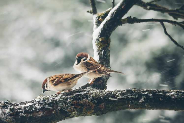 nature, Animals, Birds HD Wallpaper Desktop Background