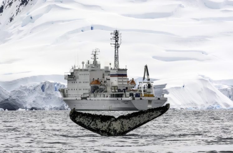 Arctic, Ship, Nature, Whale HD Wallpaper Desktop Background