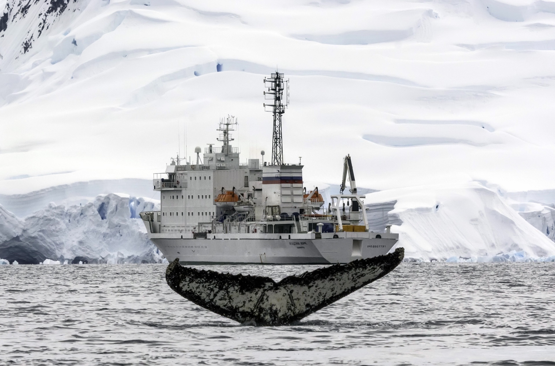 Arctic, Ship, Nature, Whale Wallpaper