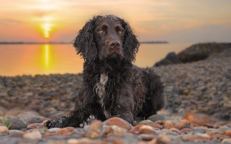 dog, Animals, Wet, Lake, Sunlight, Reflection, Yellow eyes, Stones, Rocks HD Wallpaper Desktop Background