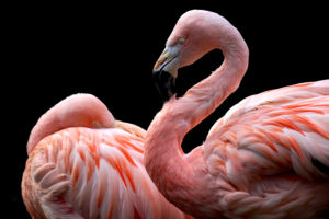 animals, Flamingos