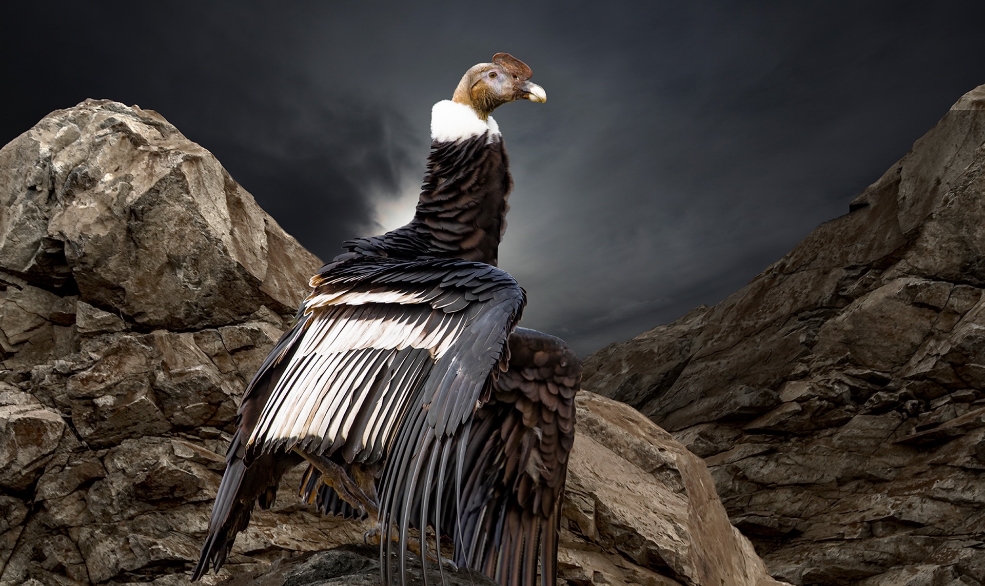 condors, Rock, Animals, Birds Wallpaper