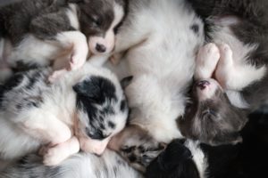 puppies, Baby animals, Sleeping, Dog, Animals