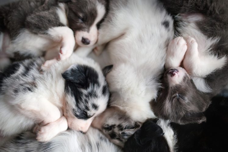 puppies, Baby animals, Sleeping, Dog, Animals HD Wallpaper Desktop Background
