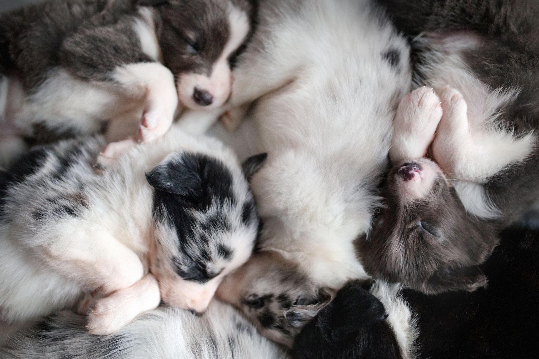 puppies, Baby animals, Sleeping, Dog, Animals Wallpapers HD / Desktop