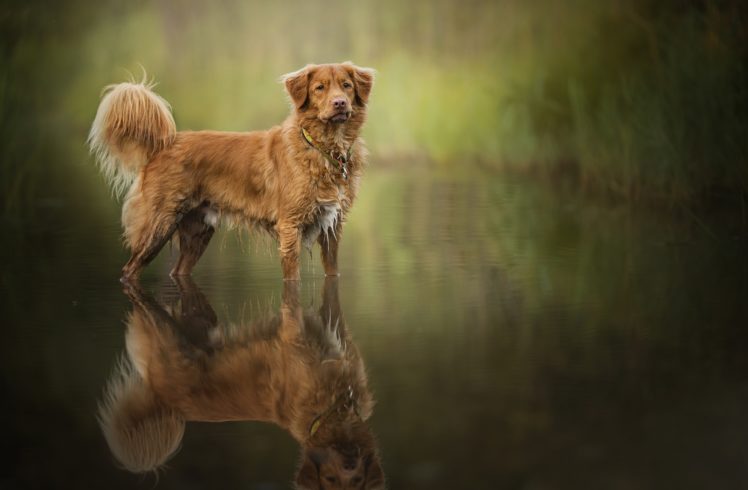 water, Reflection, Dog, Animals HD Wallpaper Desktop Background