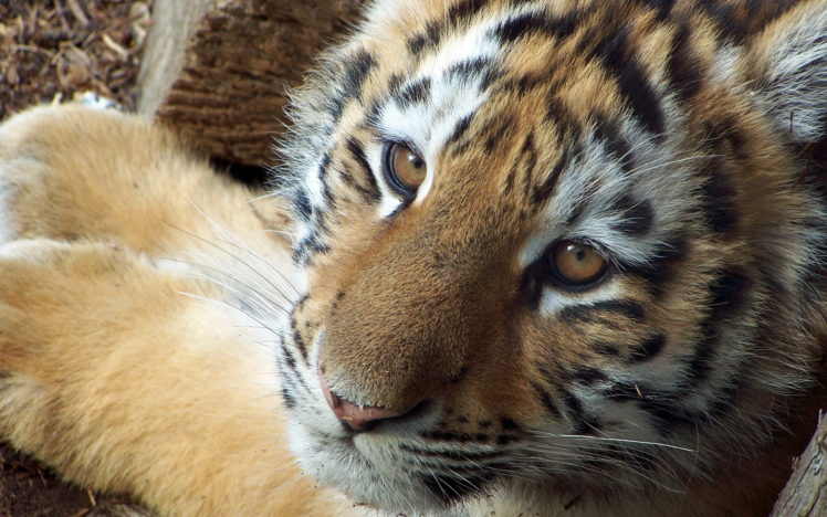 big cats, Tiger, Animals HD Wallpaper Desktop Background