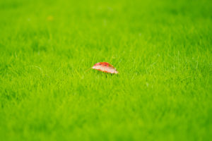 grass, Leaves