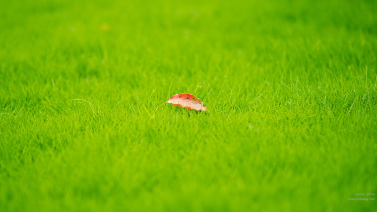 grass, Leaves HD Wallpaper Desktop Background