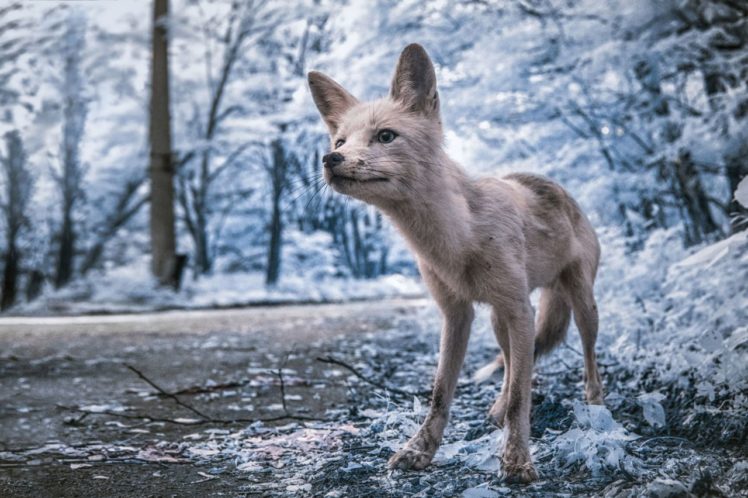 Vladimir Migutin, Infrared, Photography, Chernobyl, Ukraine, Nature, Landscape, Trees, Animals, Fox HD Wallpaper Desktop Background