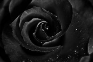 black, Rose