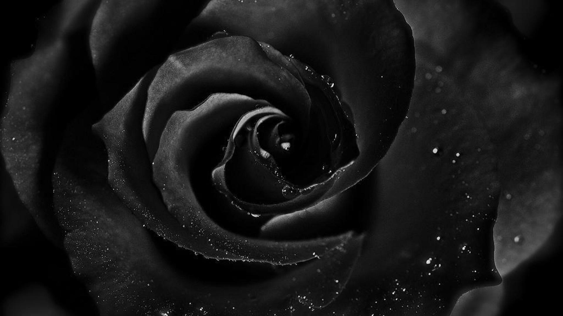 black, Rose Wallpaper