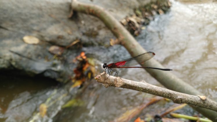 dragonflies, River, Landscape, Insect, Red flowers, Ultramarine flycatcher HD Wallpaper Desktop Background
