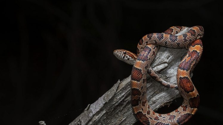snake, Animals, Reptiles HD Wallpaper Desktop Background