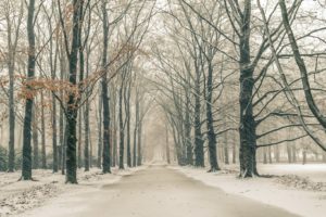 park, Winter, Cold, Snow, Trees