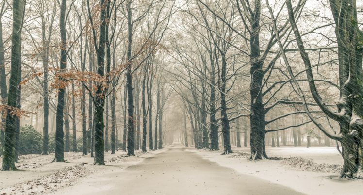 park, Winter, Cold, Snow, Trees HD Wallpaper Desktop Background