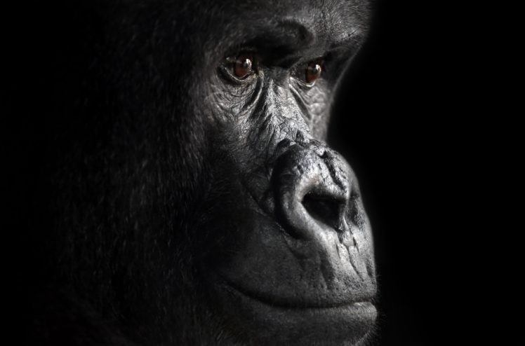 face, Animals, Apes HD Wallpaper Desktop Background