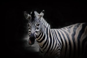 zebras, Animals