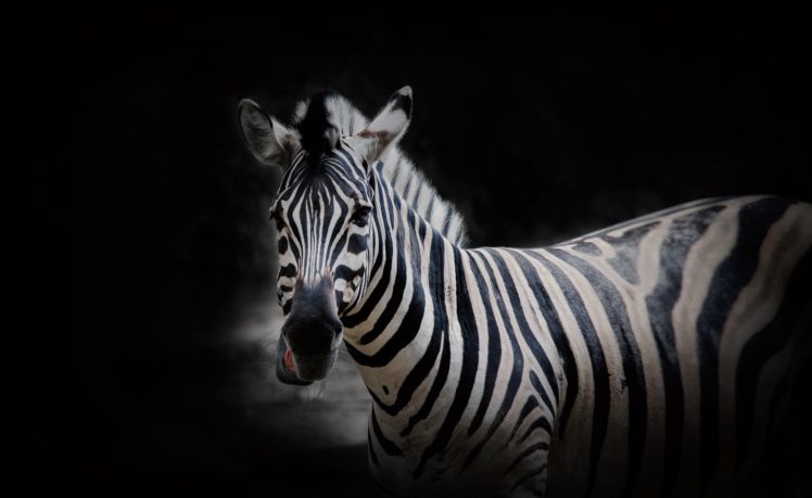zebras, Animals HD Wallpaper Desktop Background