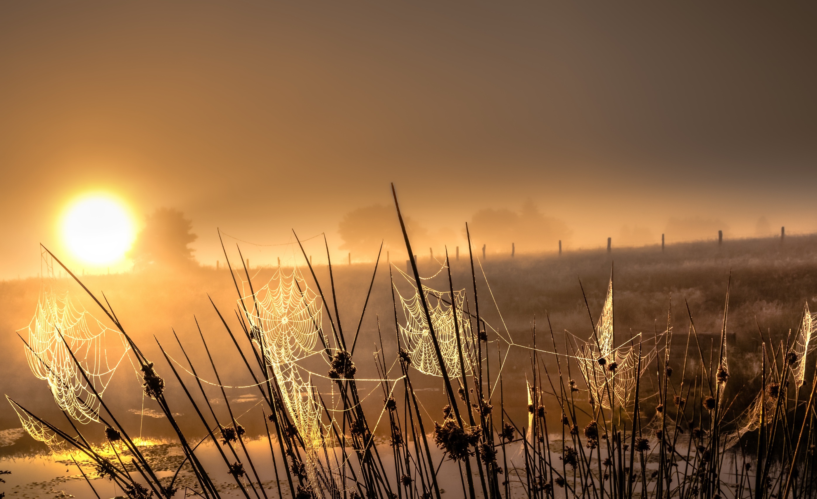 nature, Landscape, Sunlight, Winter, Spiderwebs Wallpaper