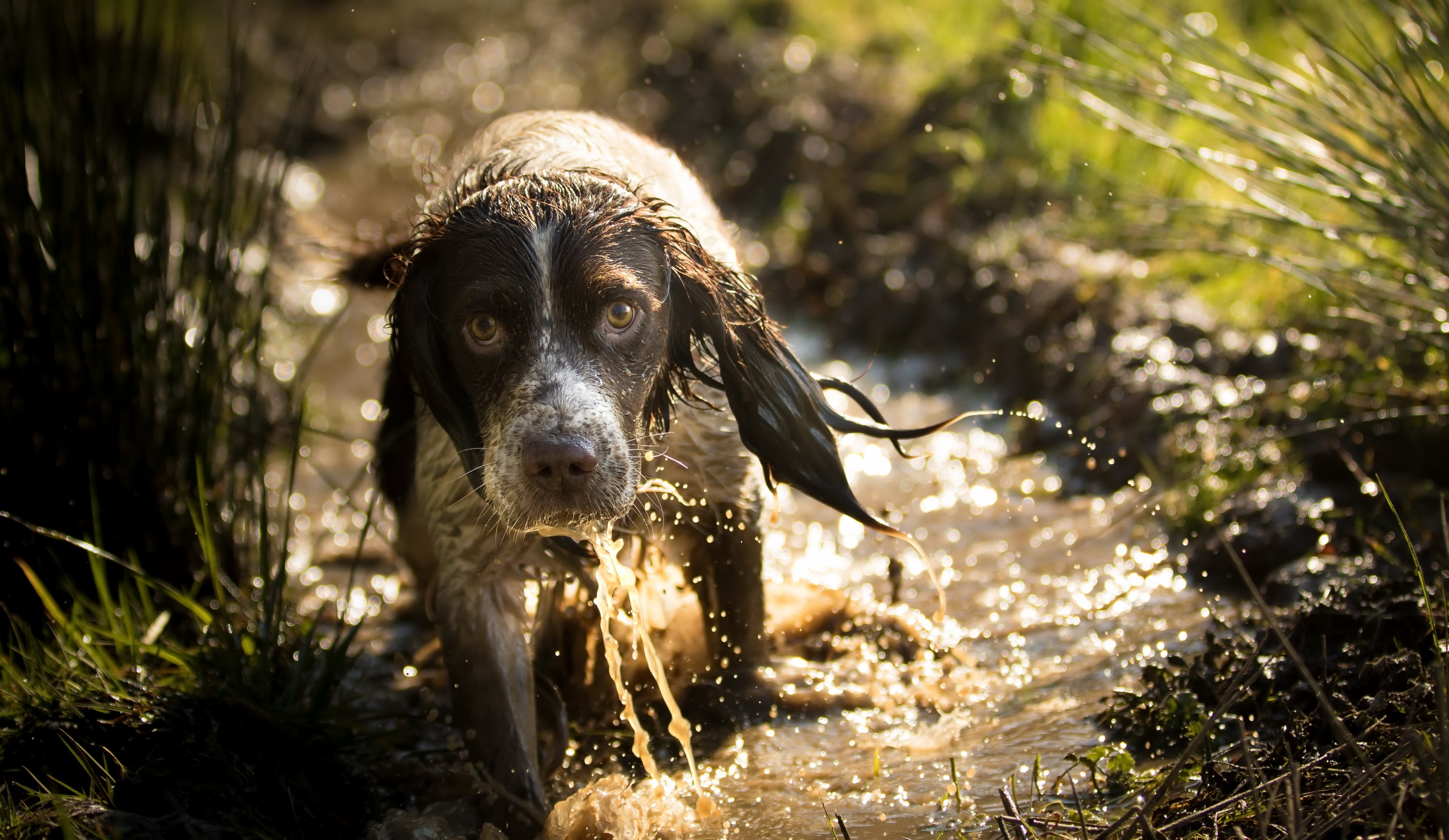 wet, Dog, Animals, Springer Spaniel, Spaniels Wallpaper