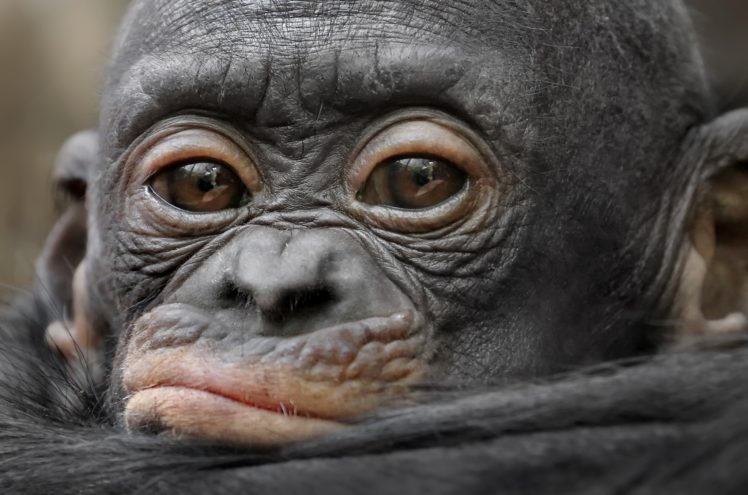 baby animals, Apes, Animals HD Wallpaper Desktop Background