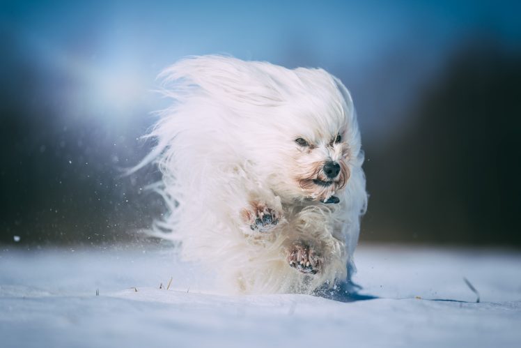 snow, White, Running, Dog, Animals HD Wallpaper Desktop Background