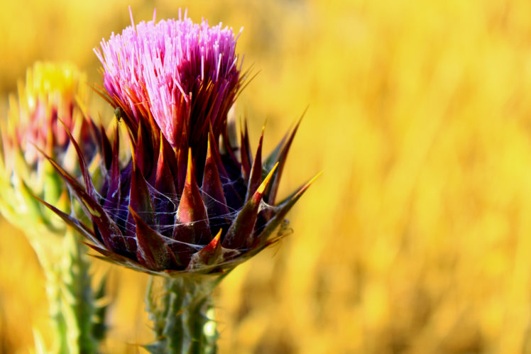 landscape, Plants, Colorful, Sunflowers, Sardinia HD Wallpaper Desktop Background