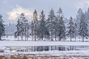 winter, Cold, Snow, Trees