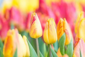colorful, Flowers, Plants, Tulips