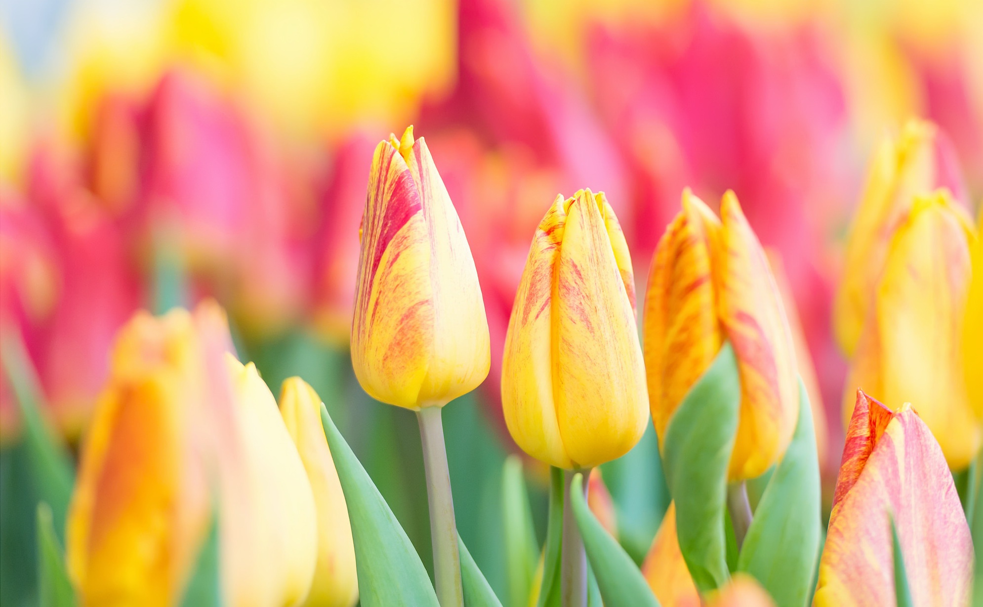 colorful, Flowers, Plants, Tulips Wallpaper