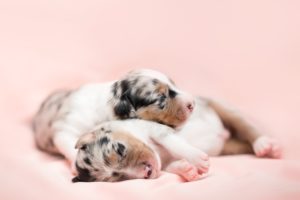 puppies, Sleeping, Dog, Baby animals, Animals