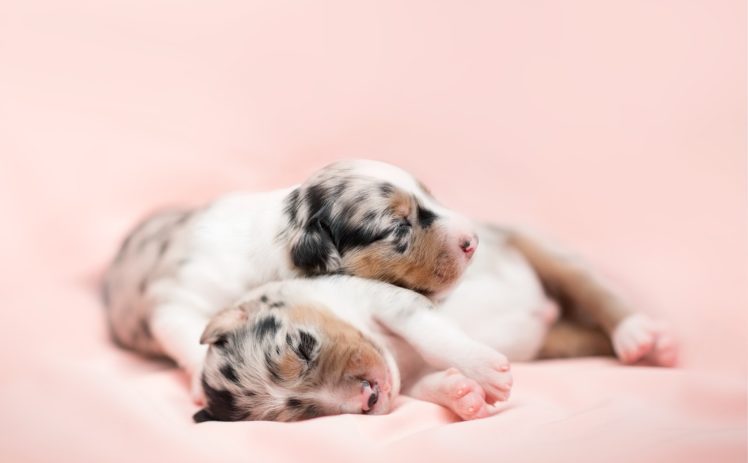puppies, Sleeping, Dog, Baby animals, Animals HD Wallpaper Desktop Background