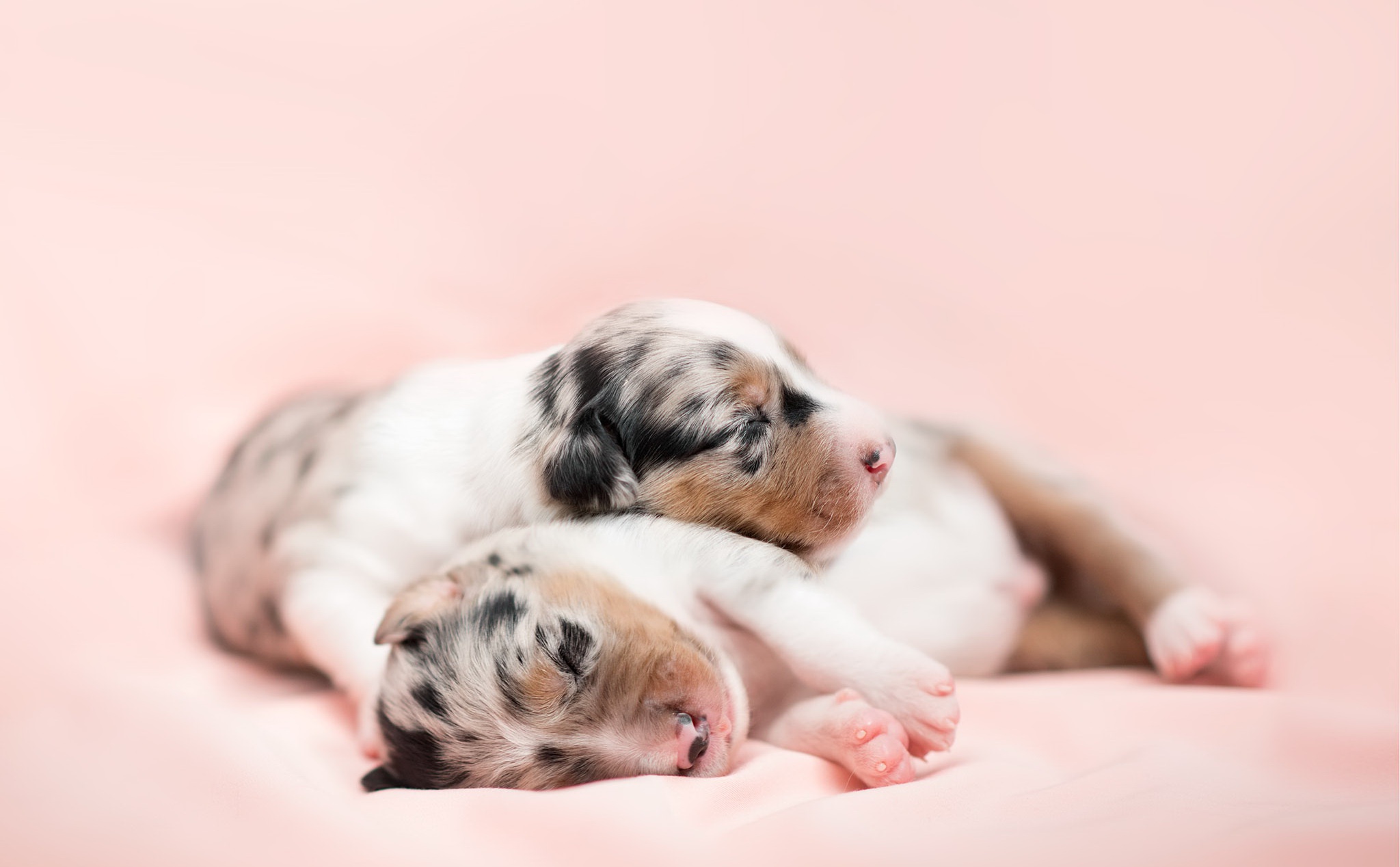 puppies, Sleeping, Dog, Baby animals, Animals Wallpaper