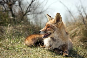 fox, Animals, Wildlife