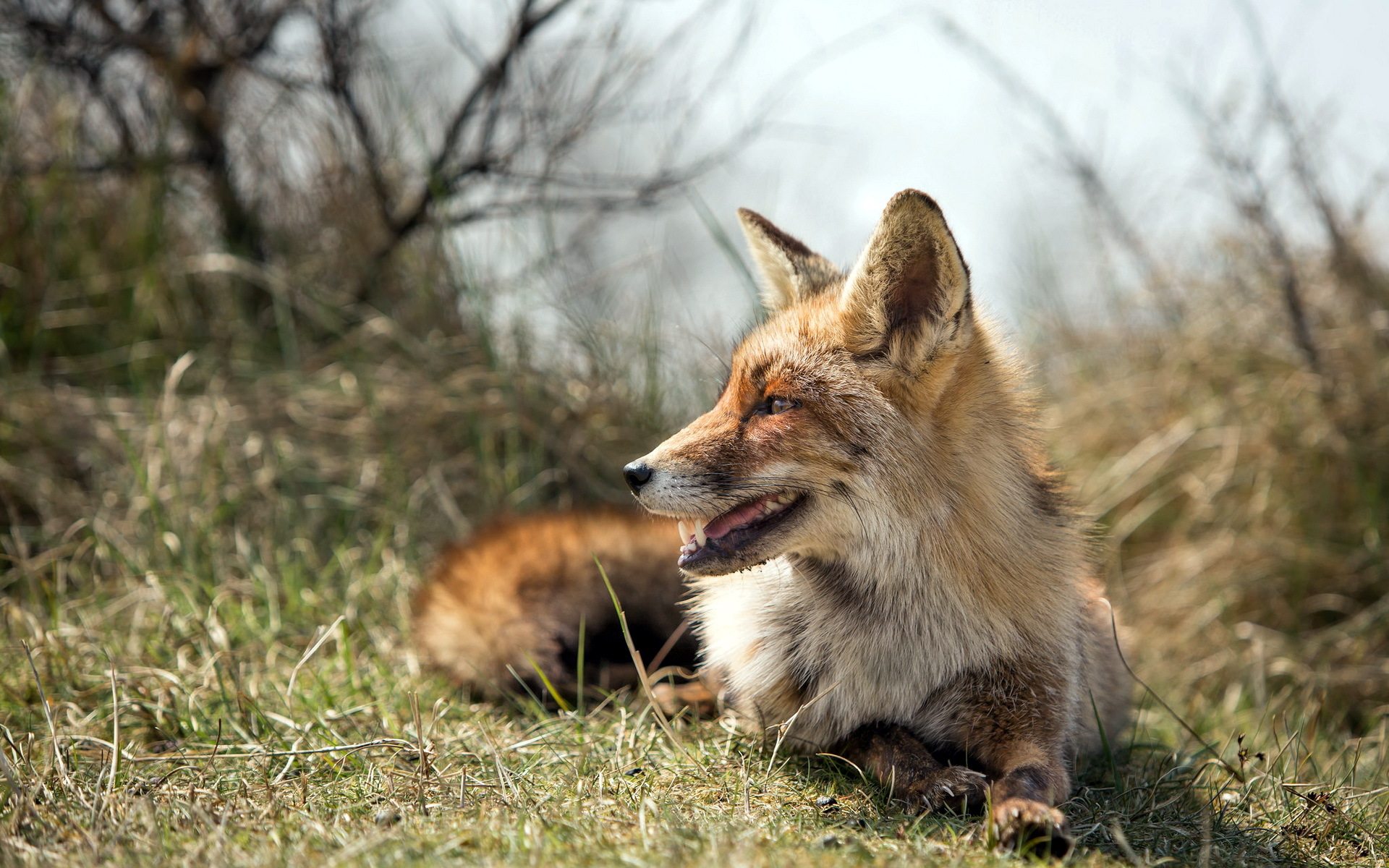 fox, Animals, Wildlife Wallpaper