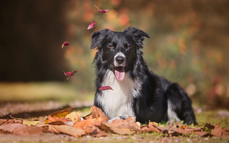 dog, Animals, Leaves, Border Collie HD Wallpaper Desktop Background