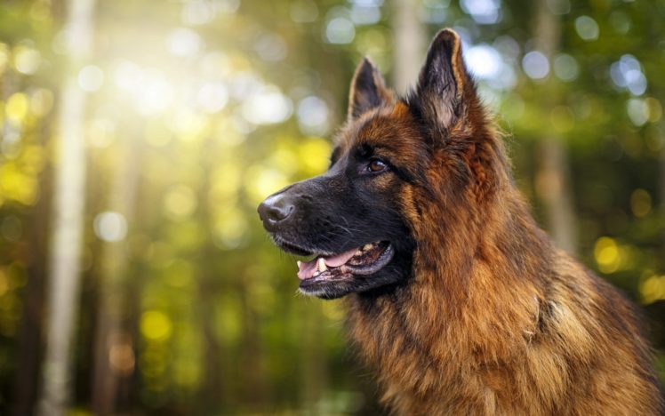 animals, Forest, Dog, German Shepherd HD Wallpaper Desktop Background