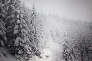 winter, Dog, Animals, Nature, Trees