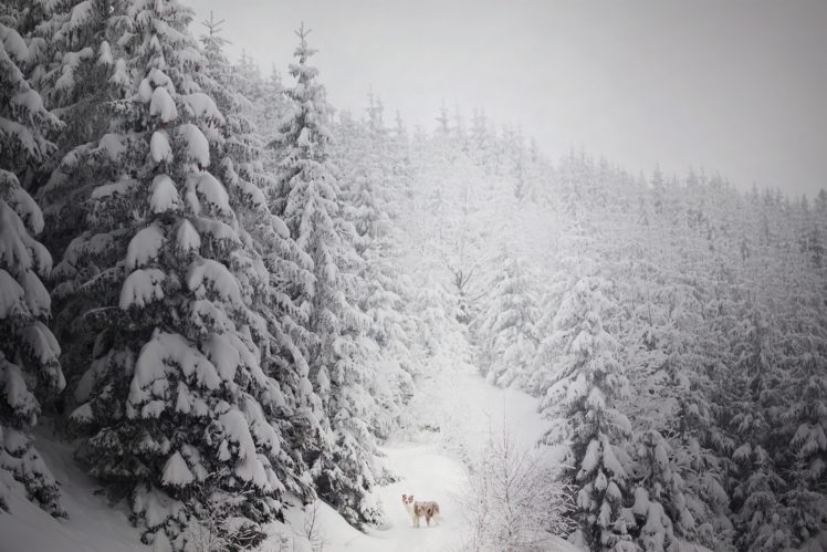 winter, Dog, Animals, Nature, Trees HD Wallpaper Desktop Background