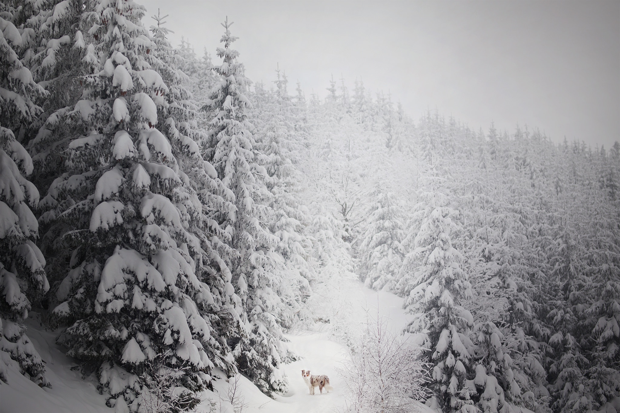 winter, Dog, Animals, Nature, Trees Wallpaper