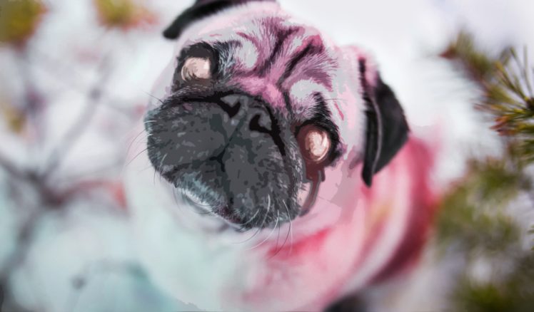 zombi, Dog, Puppies, Pug, Snow HD Wallpaper Desktop Background