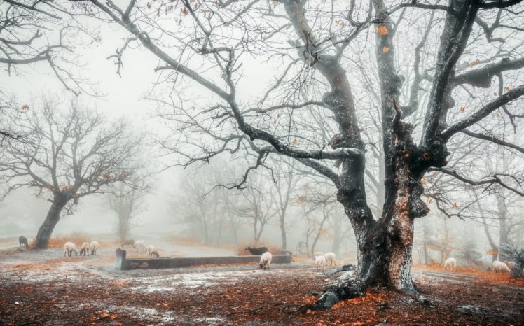 winter, Mist, Cold, Trees, Animals, Sheep HD Wallpaper Desktop Background