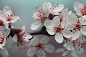 cherry blossom, Details