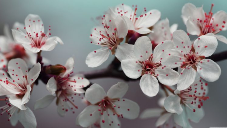 cherry blossom, Details HD Wallpaper Desktop Background