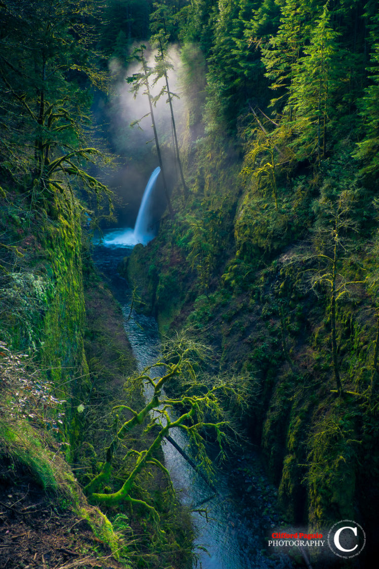 Clifford Paguio, Nature, Landscape, Water, Trees, Valley, Waterfall, Portrait display, Forest, Long exposure, Moss, Oregon, USA HD Wallpaper Desktop Background
